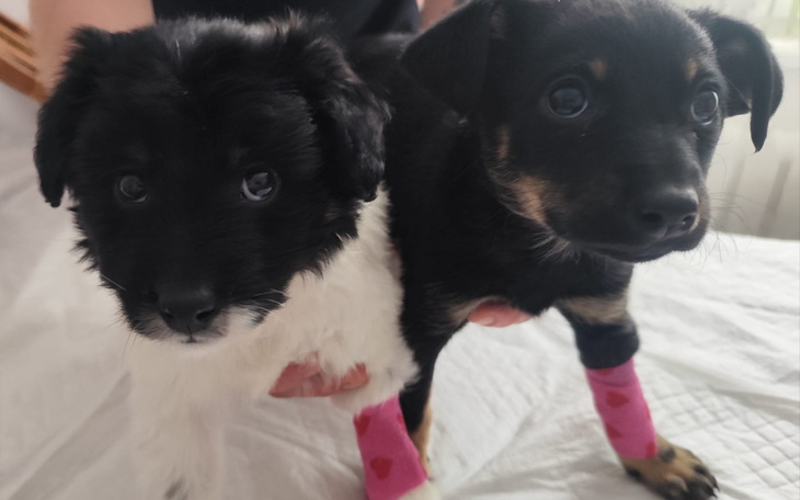 Dwa szczeniaki trzymane w rękach, z różowymi opaskami na łapach.