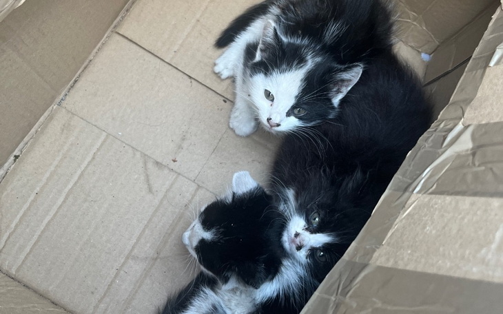 Zbiórka Leczenie kocich dzieci - zdjęcie główne