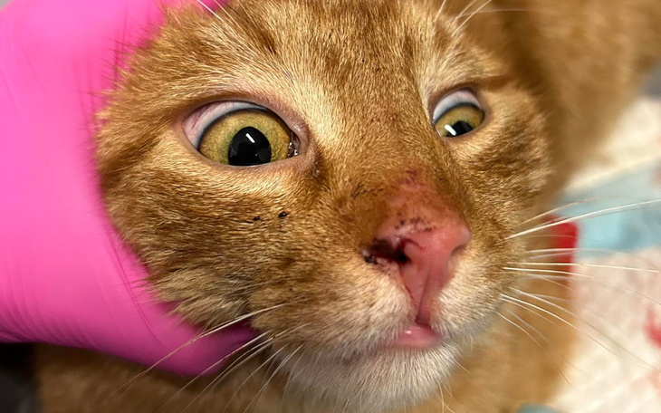 Kot z dużymi oczami, wyrazisty i ciekawski.