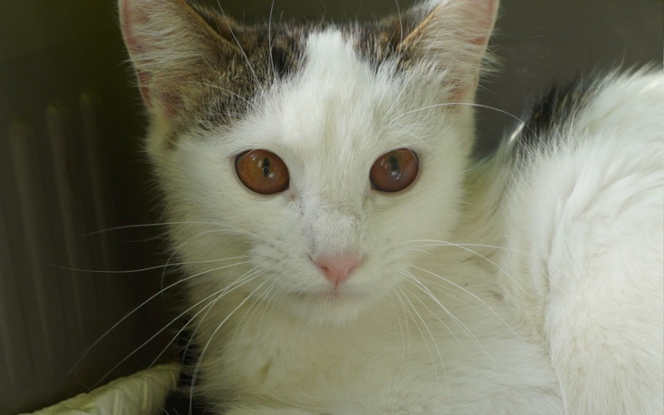 Zbiórka Nie chcę umierać..... - zdjęcie główne