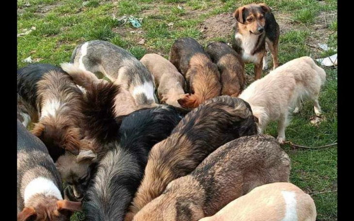 Zbiórka 21 uratowanych psich żyć - zdjęcie główne