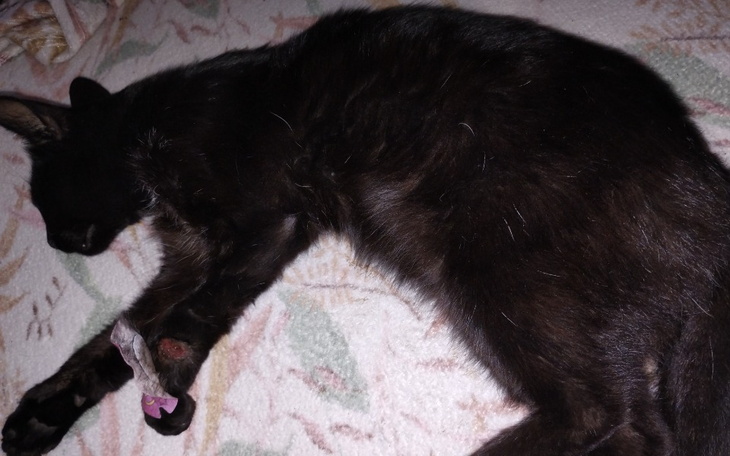 Zbiórka Amputacja łapki Leo . - zdjęcie główne