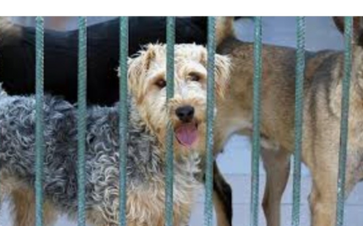 Zbiórka Na schronisko w Bełchatowie - zdjęcie główne