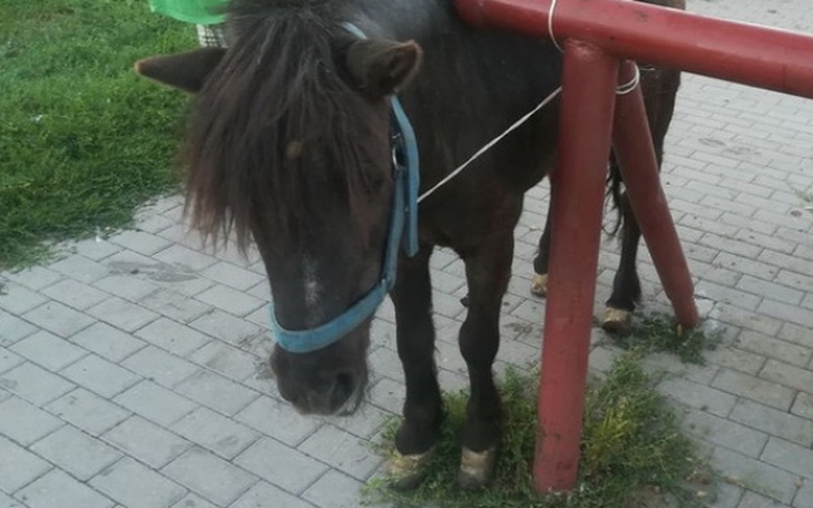 Zbiórka Chora, stara Selena z targu koni - zdjęcie główne