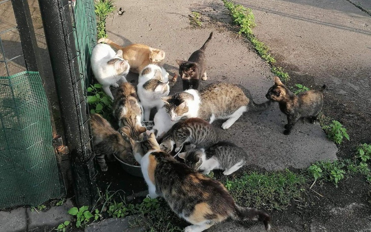 Zbiórka Stado kotow z Naratowa - zdjęcie główne