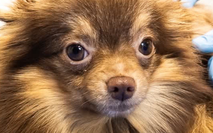 Pies rasy pomeranian z wyrazem twarzy.