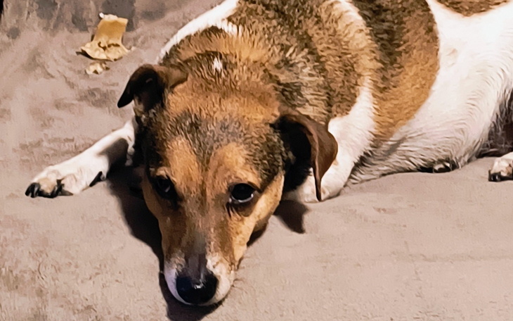 Pies leżący na kanapie, wyglądający na smutnego.