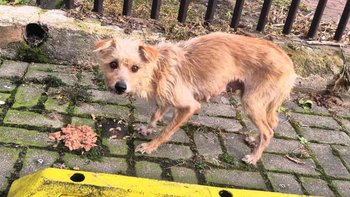 Zbiórka Dramat zwierząt i ludzi - miniaturka zdjęcia