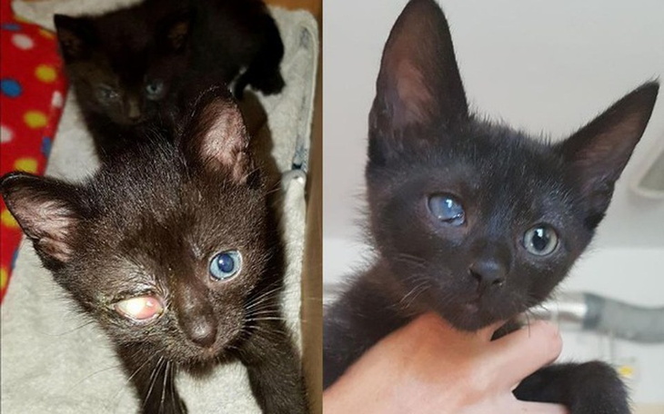 Zbiórka Ratujmy chore i bezdomne koty - zdjęcie główne