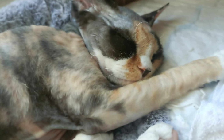 Zbiórka Leczenie kotki Emi - zdjęcie główne