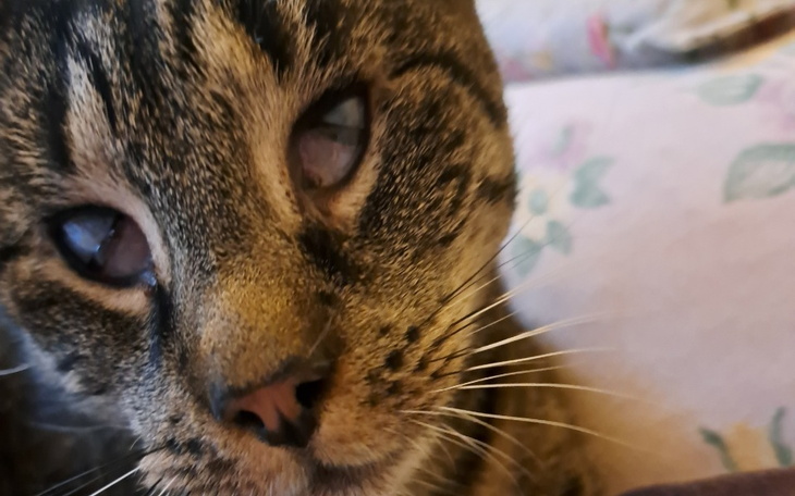 Zbiórka Usunięcie trzecich powiek kotki - zdjęcie główne