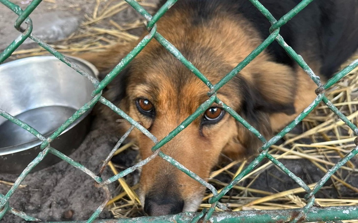 Pies leżący w klatce, patrzący przez siatkę.
