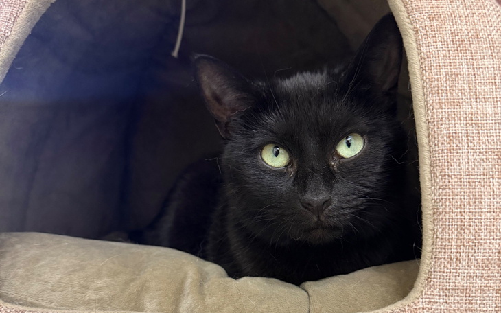 Czarny kot z zielonymi oczami, leżący w legowisku.