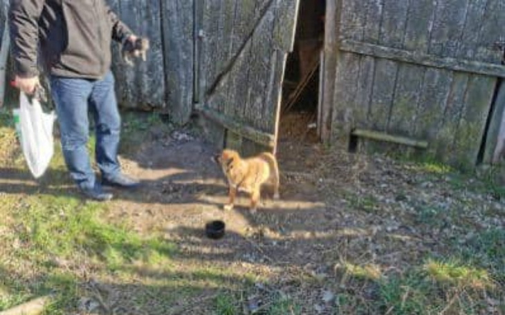 Zbiórka 8 psów alkoholika - zdjęcie główne