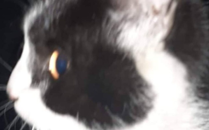 Zbiórka Kot ze zmiażdżoną łapką - zdjęcie główne