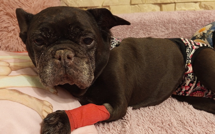 Pies w kolorowym ubranku z opatrunkiem na łapie, leżący na poduszce.