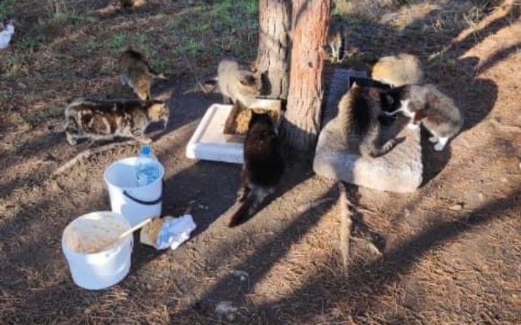 Zbiórka Zaczną głodować bez pomocy - zdjęcie główne