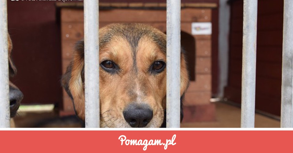 Zrzutka na Nakarm z Nami Psy w Schronisku. - OTOZ ANIMALS Schronisko w