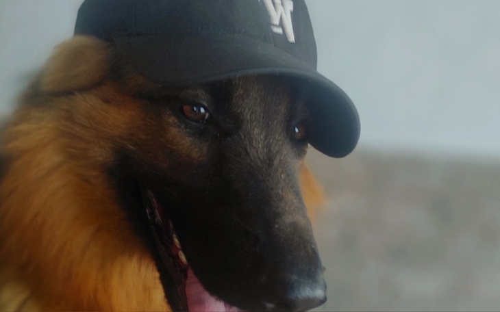 Zbiórka Zbieramy na leczenie Chichi - zdjęcie główne