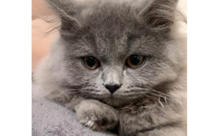 Zbiórka Uratujmy życie Nelsona - zdjęcie główne