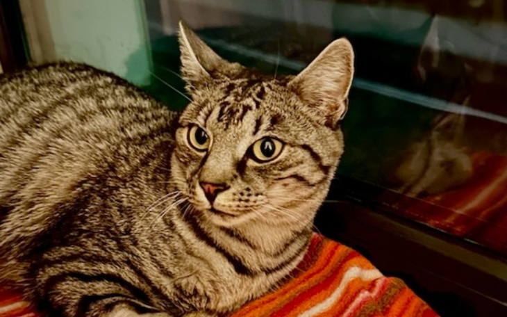 Zbiórka Beerus chce żyć - zdjęcie główne