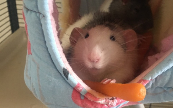 Zbiórka Leczenie Tutka - zdjęcie główne