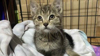 Zbiórka 😭Kopnięte maleństwo 😭 - miniaturka zdjęcia