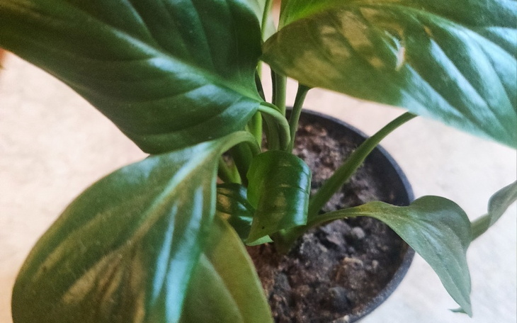 Zbiórka Kaucja na wynajem domu - zdjęcie główne