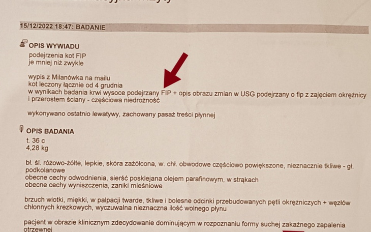 Zbiórka Irpień Rudy Kot FIP - zdjęcie główne