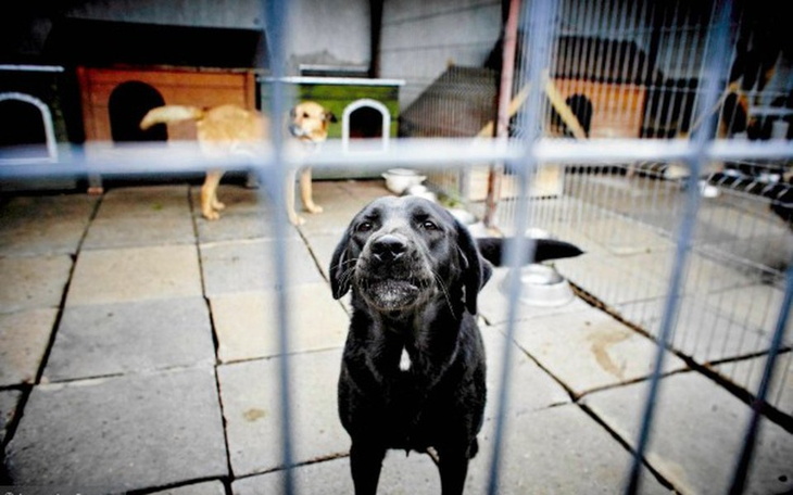 Zbiórka Remont boksów w schronisku - zdjęcie główne