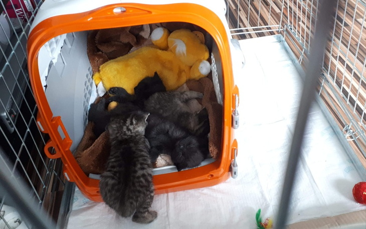 Zbiórka Kociaki niczyje - zdjęcie główne