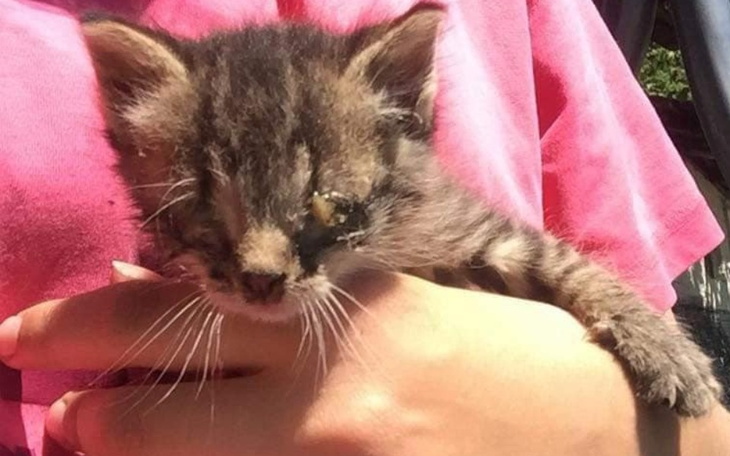 Zbiórka Kociaki potrzebujące leczenia - zdjęcie główne