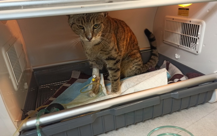 Zbiórka Dzielny Ignaś walczy o życie - zdjęcie główne