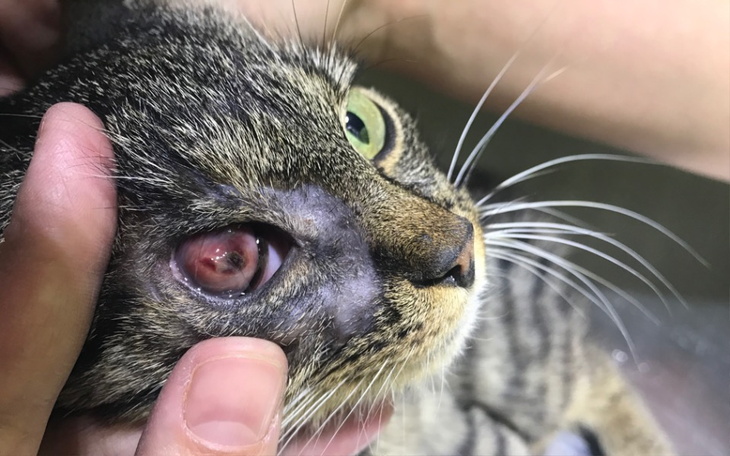 Zbiórka Usunięcie gałki ocznej u koteczk - zdjęcie główne