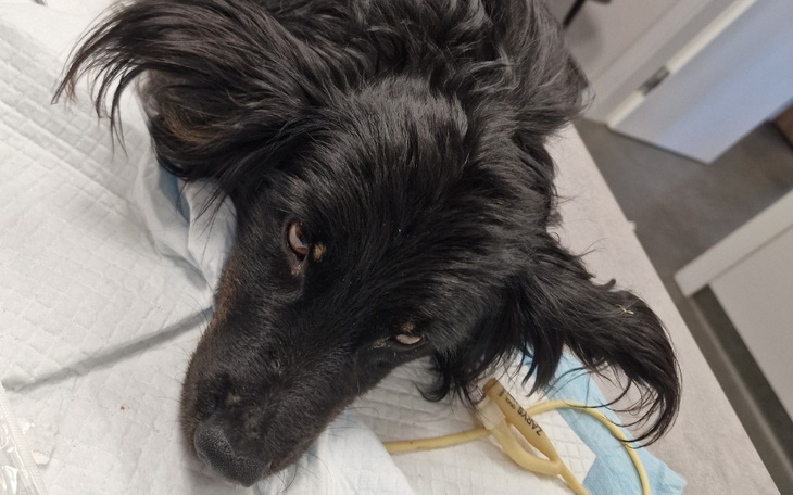 Zbiórka Pies po wypadku konał bez pomocy - zdjęcie główne