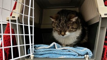 Zbiórka Stefa walczy o życie - POMÓŻ! - miniaturka zdjęcia