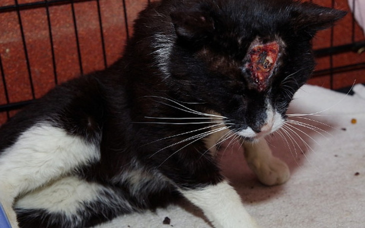 Zbiórka Dlaczego chciałeś mnie zabić??? - zdjęcie główne