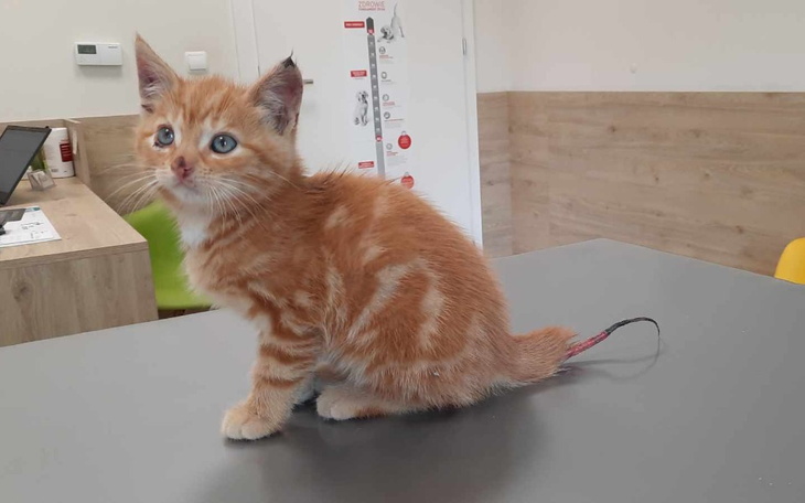 Zbiórka Kociak z obdartym ogonem pomocy - zdjęcie główne