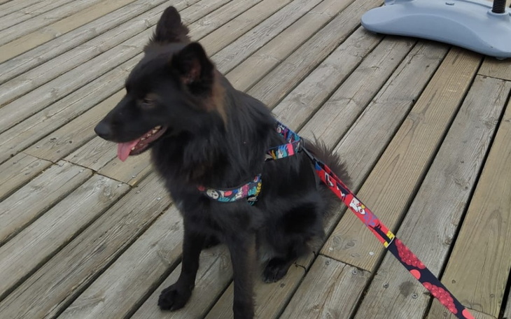 Zbiórka Pomoc psom w schronisku gdańskim - zdjęcie główne