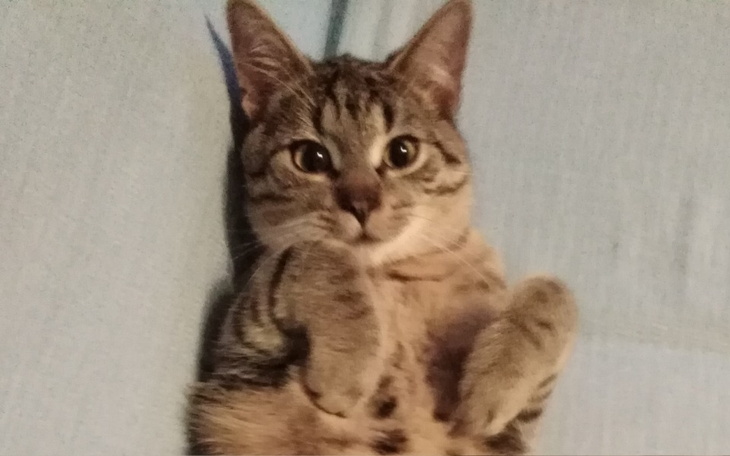 Zbiórka Familia Farcika - kocia rodzinka - zdjęcie główne