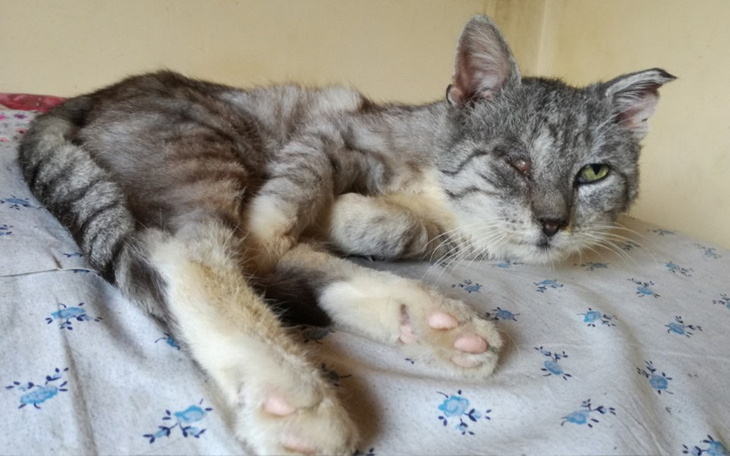 Zbiórka Zbiórka na leczenie Szaraka - zdjęcie główne