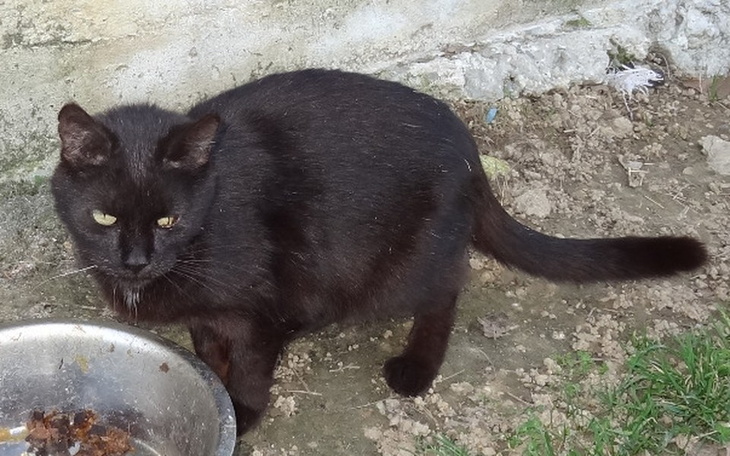 Zbiórka Odejść, tego się nie robi kotu.. - zdjęcie główne