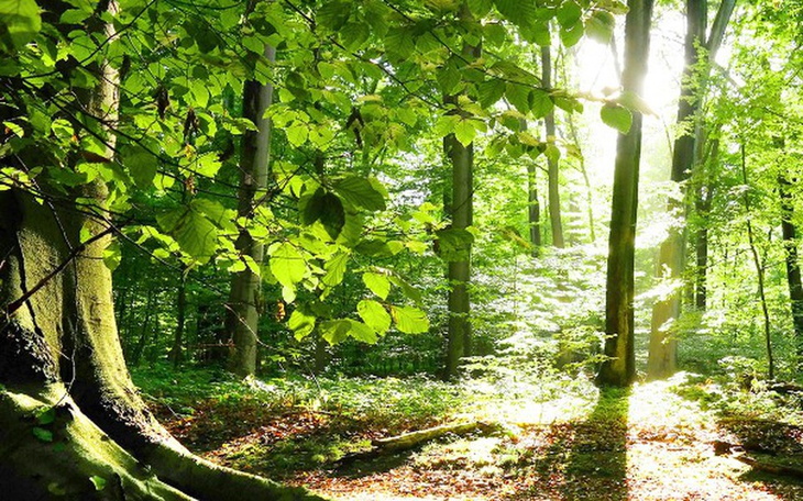 Zbiórka Drzewa życia - zdjęcie główne