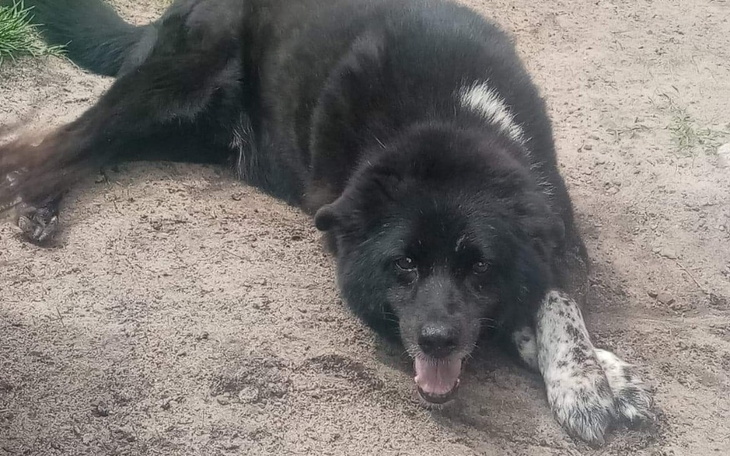 Zbiórka Na leczenie staruszka - zdjęcie główne