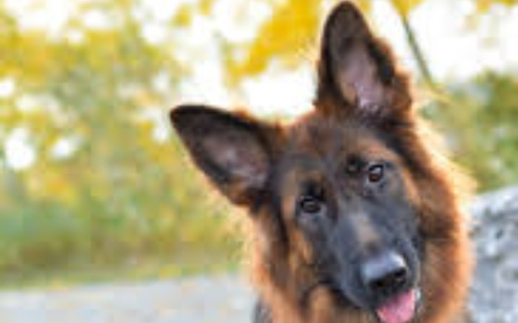 Zbiórka Potrzebuje waszej pomocy 33 - zdjęcie główne