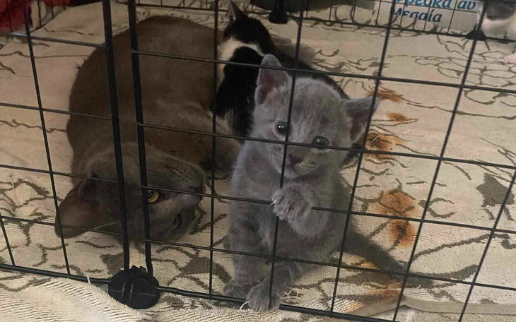 Kocięta w klatce, jedno z nich patrzy przez pręty.