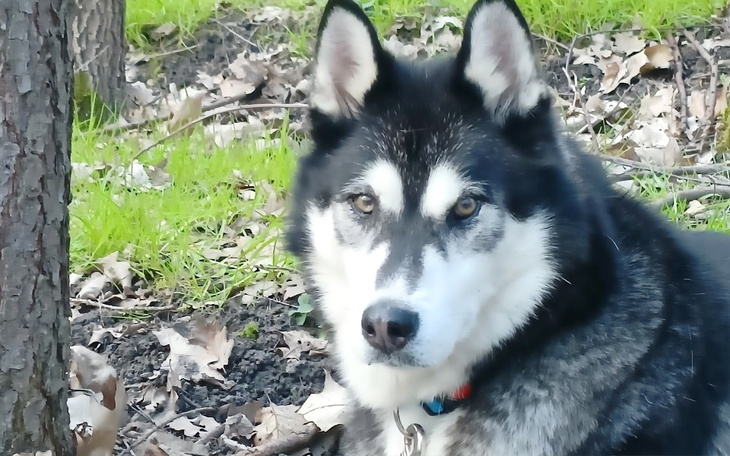 Zbiórka Zabieg usunięcia przedniej łapki - zdjęcie główne