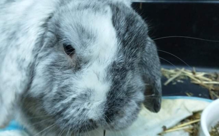 Zbiórka WsparcieUszoli - zdjęcie główne