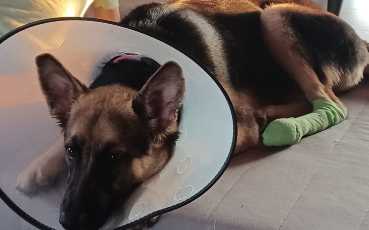 Zbiórka Pomóż ratować Kode - zdjęcie główne