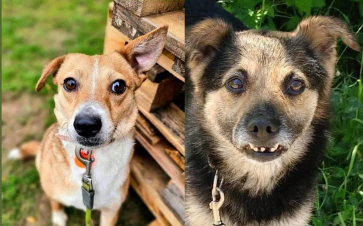 Zbiórka Na Karme dla MYSZKI I TEODORA - zdjęcie główne